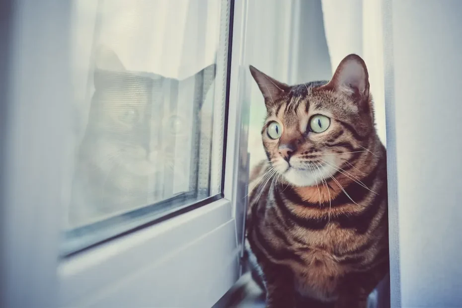 The Paw-some Reason Why Cats Wipe Their Paws After Pooping