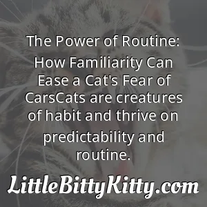 The Power of Routine: How Familiarity Can Ease a Cat's Fear of CarsCats are creatures of habit and thrive on predictability and routine.