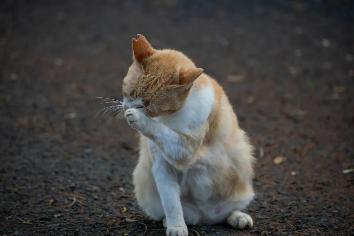 The Psychological Effects Of Cat Walking On A Leash