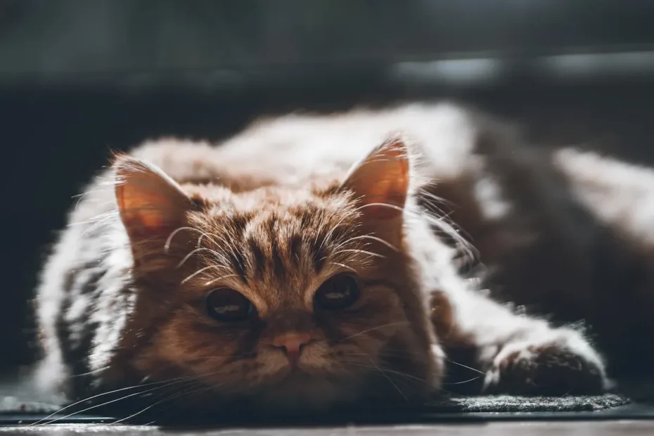 The Purr-fect Reason Why Cats Purr When They See You