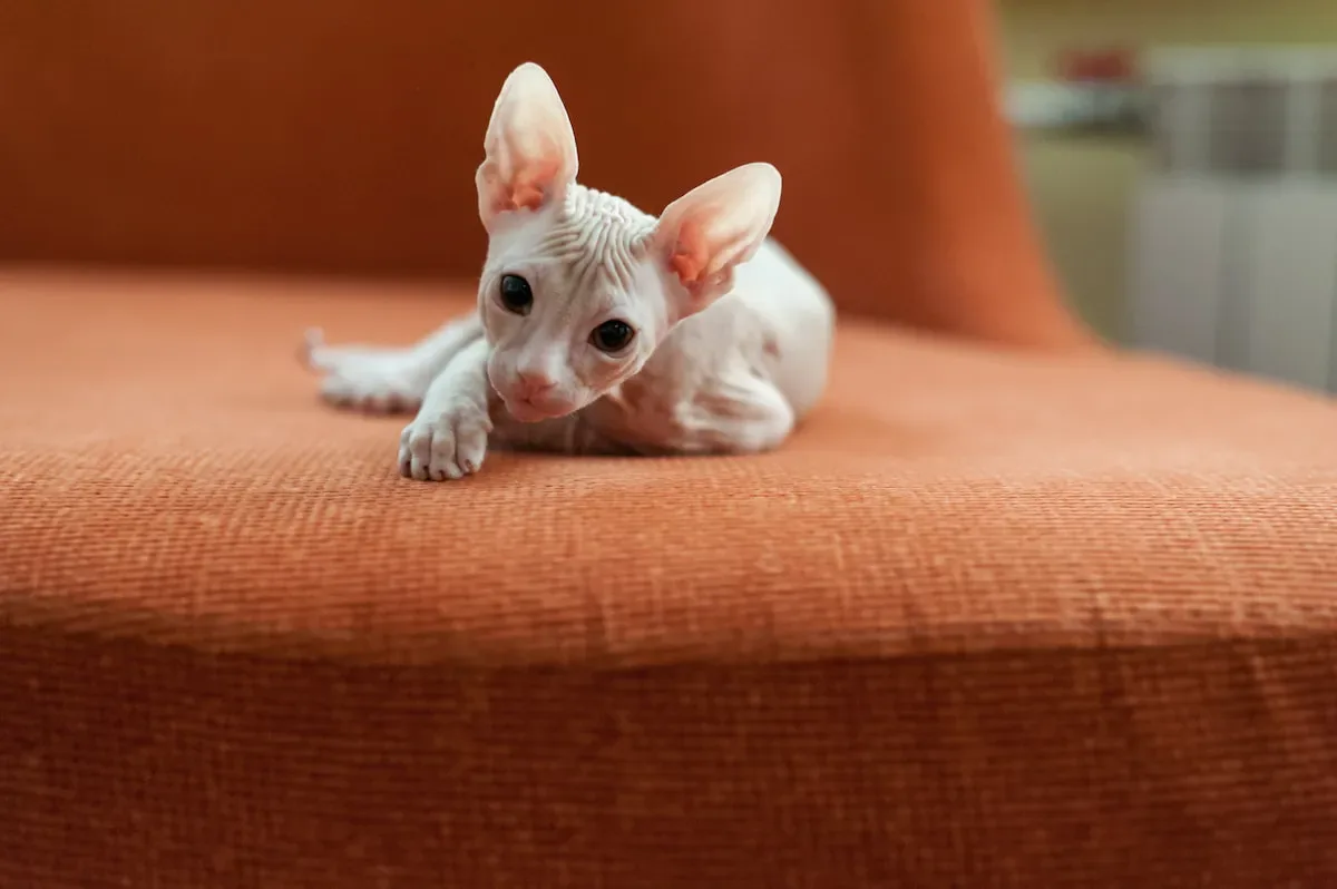 The Science Behind Cat Communication
