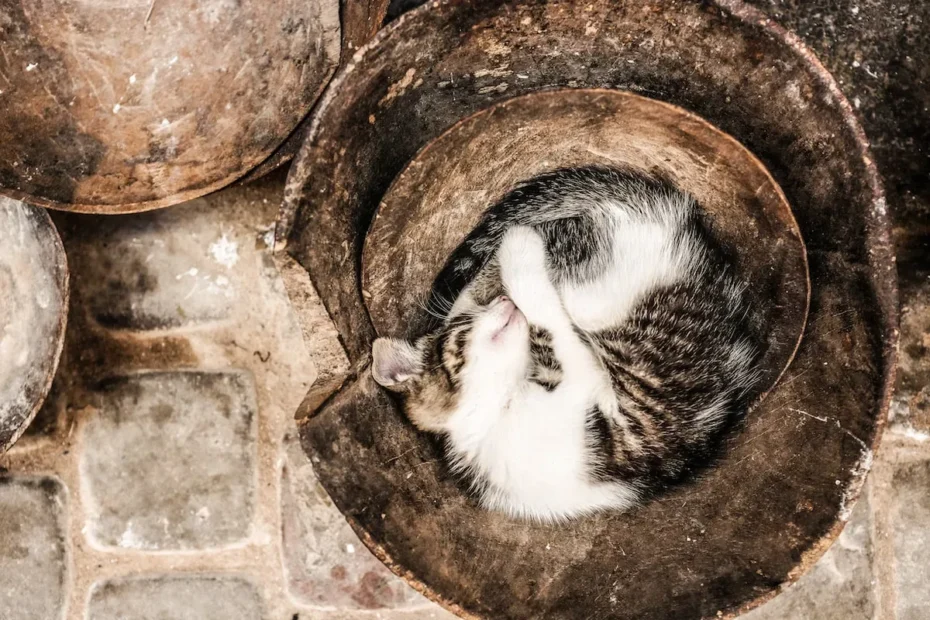 The Science Behind Cats' Butt Raising Behavior Explained