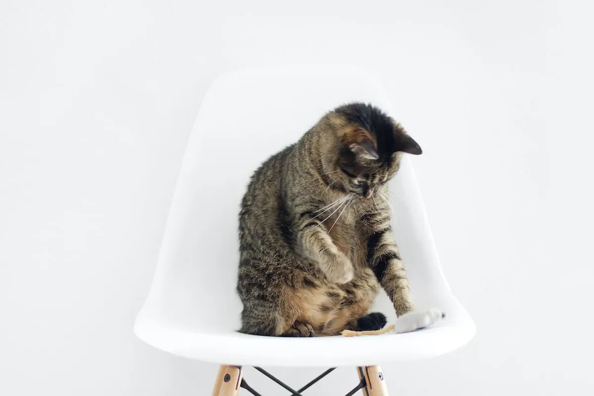The Science Behind Cats' Territorial Behavior Explained
