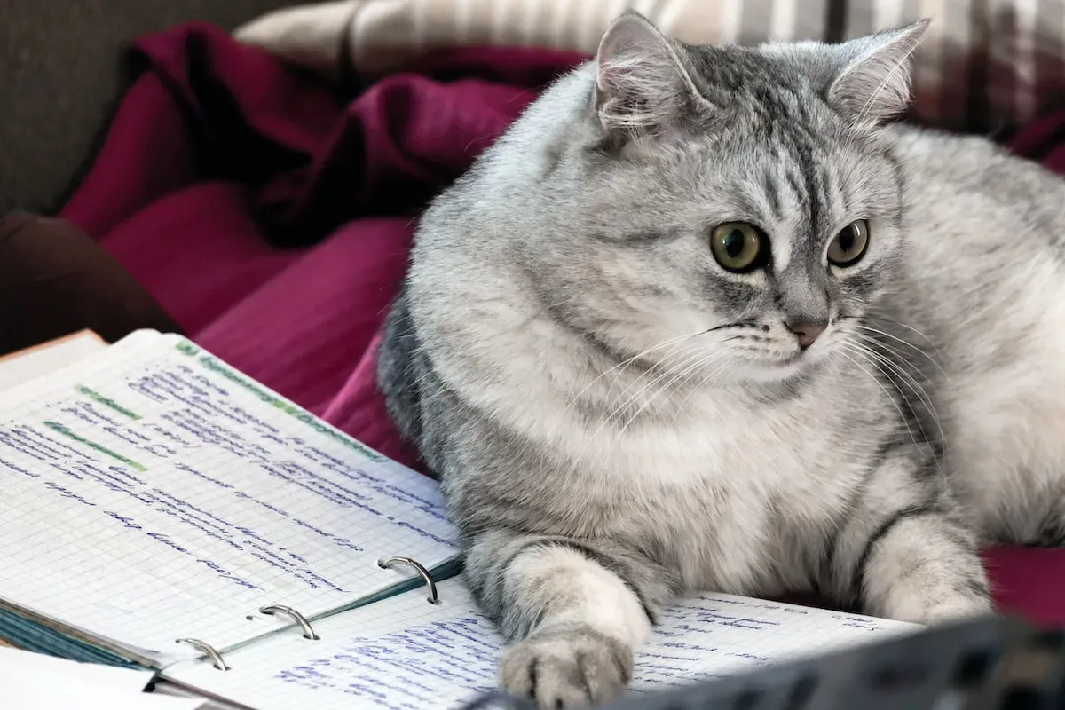 The Science Behind The Zoomies: Understanding Cat Behavior