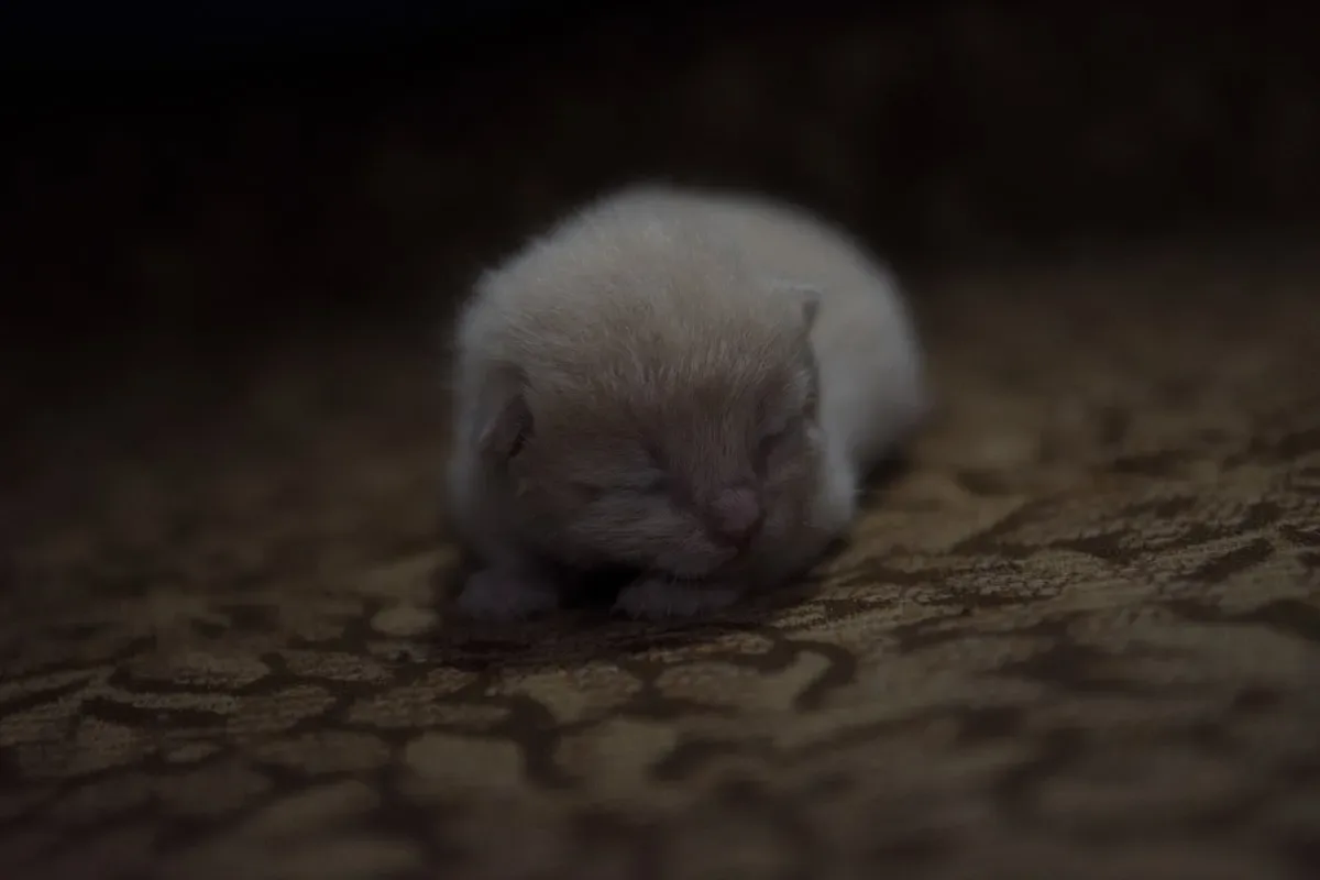 The Science Behind Why Cats Use Sand To Poop