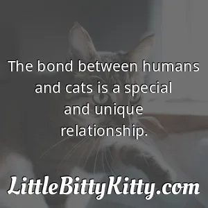 The bond between humans and cats is a special and unique relationship.