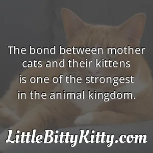The bond between mother cats and their kittens is one of the strongest in the animal kingdom.