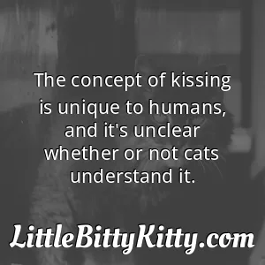 The concept of kissing is unique to humans, and it's unclear whether or not cats understand it.