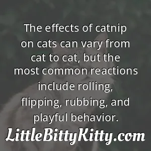 The effects of catnip on cats can vary from cat to cat, but the most common reactions include rolling, flipping, rubbing, and playful behavior.