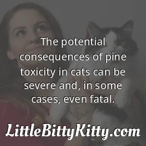The potential consequences of pine toxicity in cats can be severe and, in some cases, even fatal.