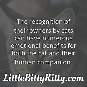 The recognition of their owners by cats can have numerous emotional benefits for both the cat and their human companion.