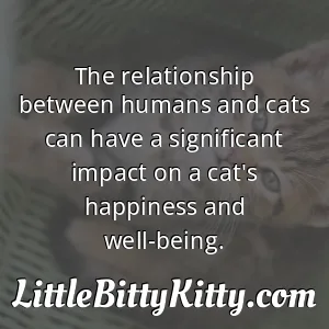 The relationship between humans and cats can have a significant impact on a cat's happiness and well-being.