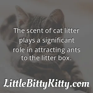 The scent of cat litter plays a significant role in attracting ants to the litter box.