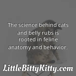 The science behind cats and belly rubs is rooted in feline anatomy and behavior.