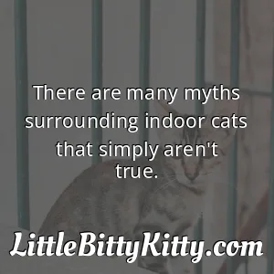 There are many myths surrounding indoor cats that simply aren't true.