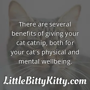 There are several benefits of giving your cat catnip, both for your cat's physical and mental wellbeing.