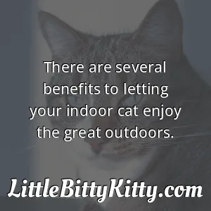 There are several benefits to letting your indoor cat enjoy the great outdoors.