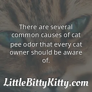 There are several common causes of cat pee odor that every cat owner should be aware of.