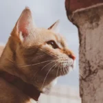 Three Cats Too Many? How to Know When You've Reached Your Limit.