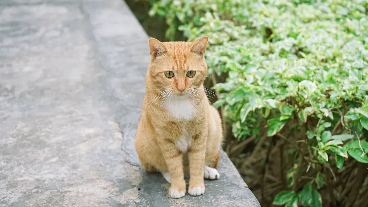 Tips And Tricks For Helping Your Cat Calm Down Before Pooping