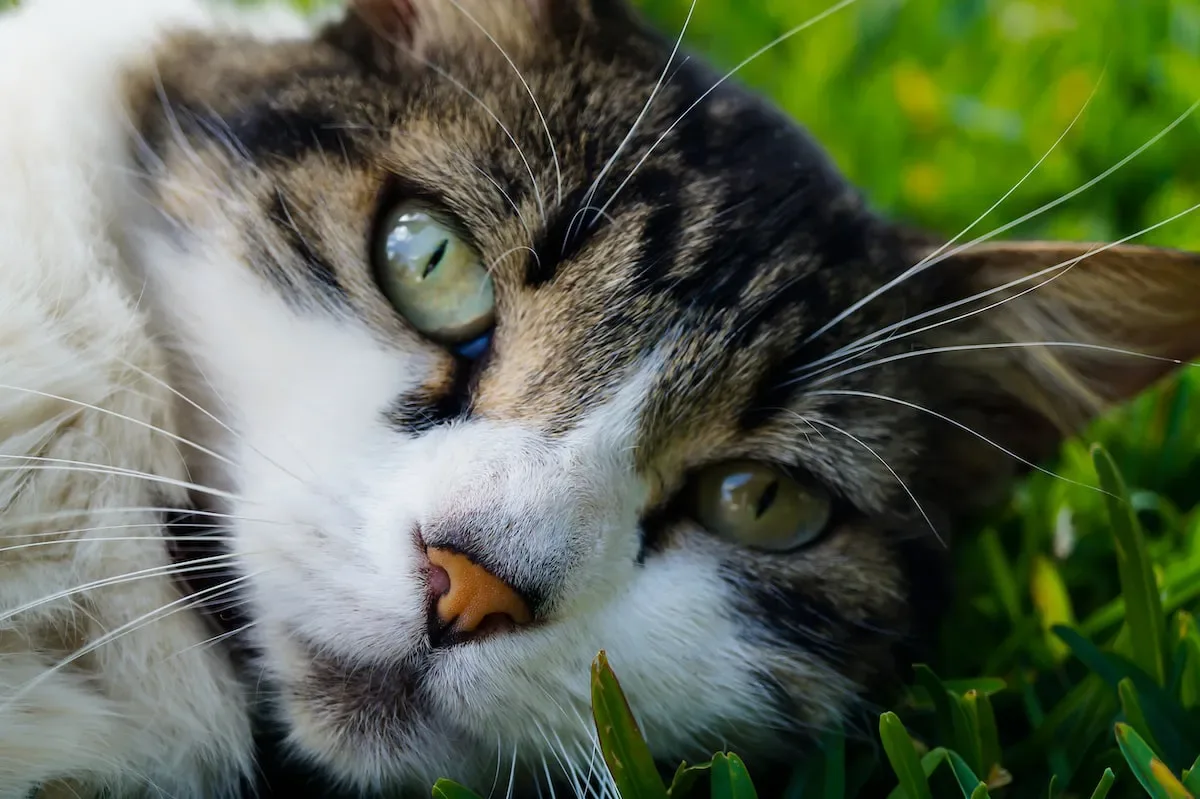 Tips For Reducing The Risk Of Illness From Too Many Cats In A House