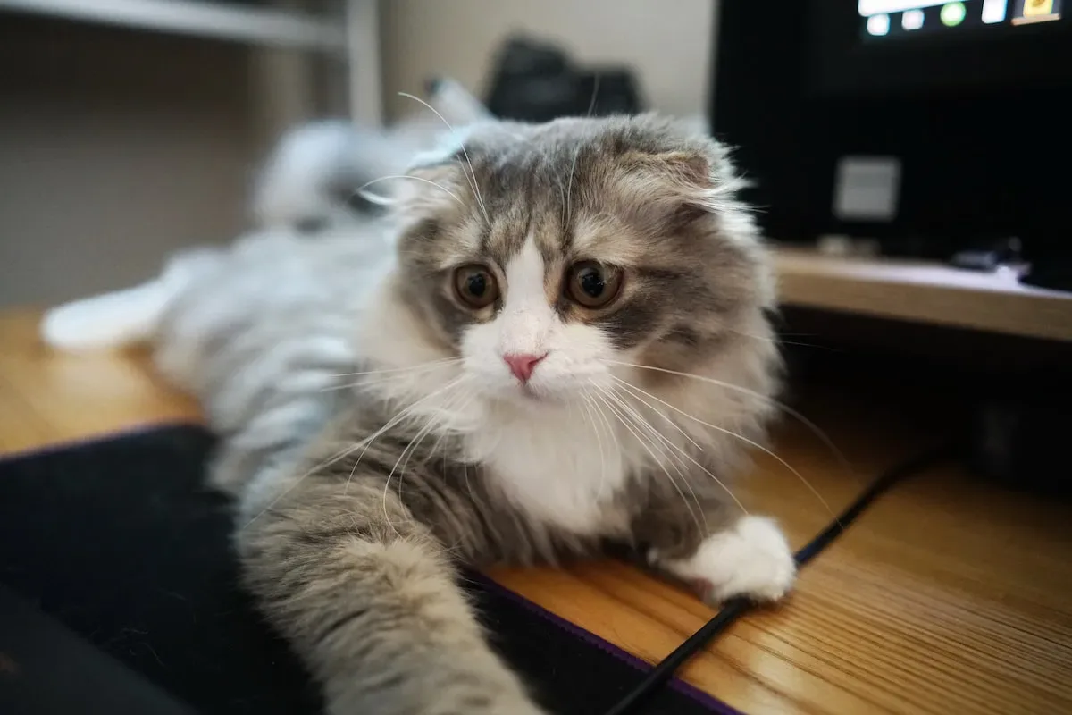 Tips To Extend The Lifespan Of Your Cat Litter