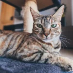 To Let or Not to Let? The Truth About Letting Your Cat Roam Free