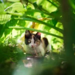 To Lock or Not to Lock: Should You Keep Your Cat in a Room at Night?