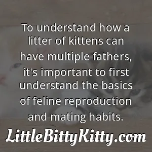 To understand how a litter of kittens can have multiple fathers, it's important to first understand the basics of feline reproduction and mating habits.