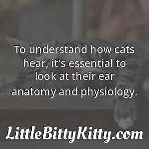 To understand how cats hear, it's essential to look at their ear anatomy and physiology.