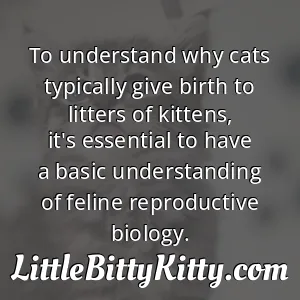 To understand why cats typically give birth to litters of kittens, it's essential to have a basic understanding of feline reproductive biology.