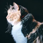 Too Many Cats? How It Affects Your Health