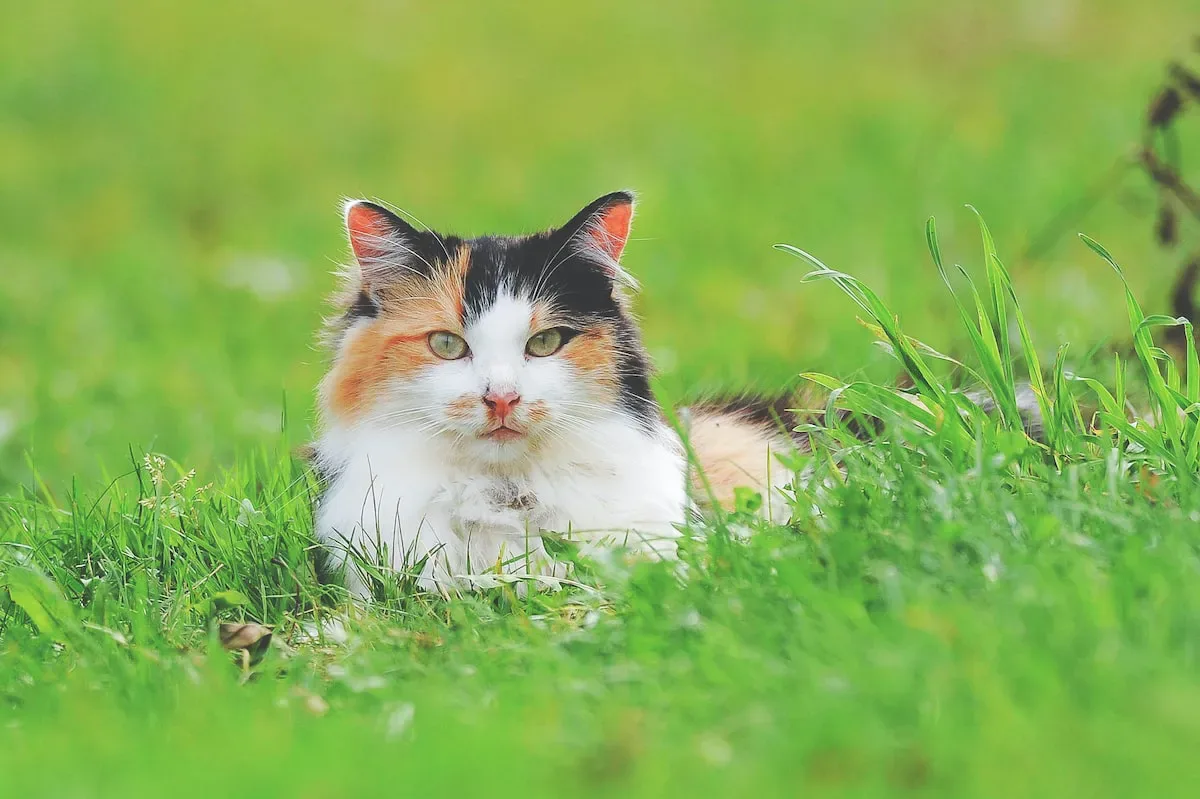 Top 5 Safe And Non-Toxic Cat Litters