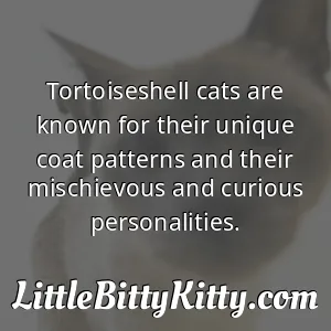 Tortoiseshell cats are known for their unique coat patterns and their mischievous and curious personalities.