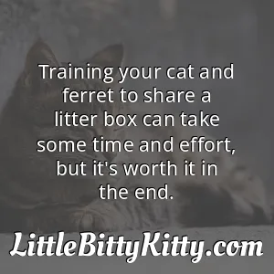 Training your cat and ferret to share a litter box can take some time and effort, but it's worth it in the end.