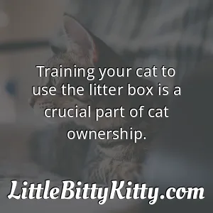 Training your cat to use the litter box is a crucial part of cat ownership.