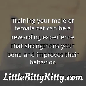 Training your male or female cat can be a rewarding experience that strengthens your bond and improves their behavior.