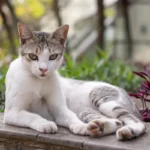 Two Cats, Two Litter Trays: The Ultimate Guide