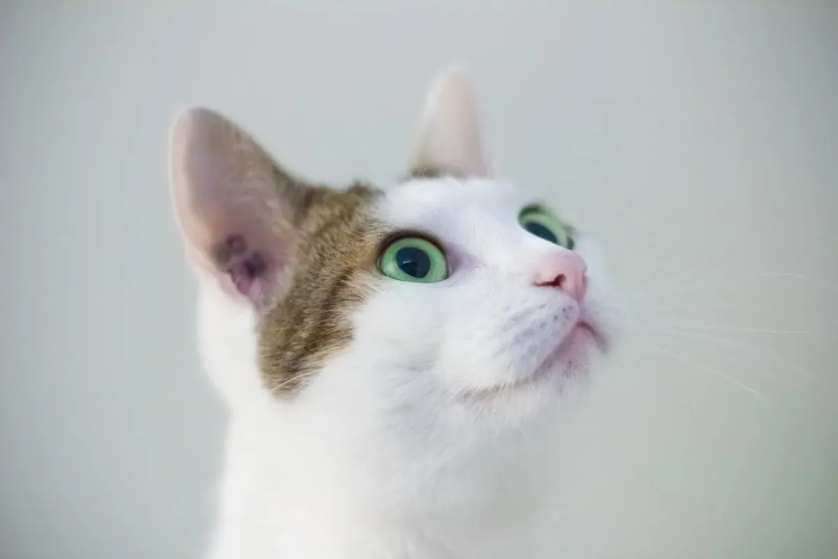 Understanding A Cat'S Body Language And Vocalizations