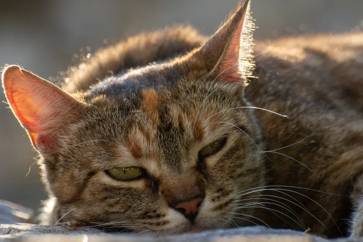 Understanding Cats And Their Grooming Habits