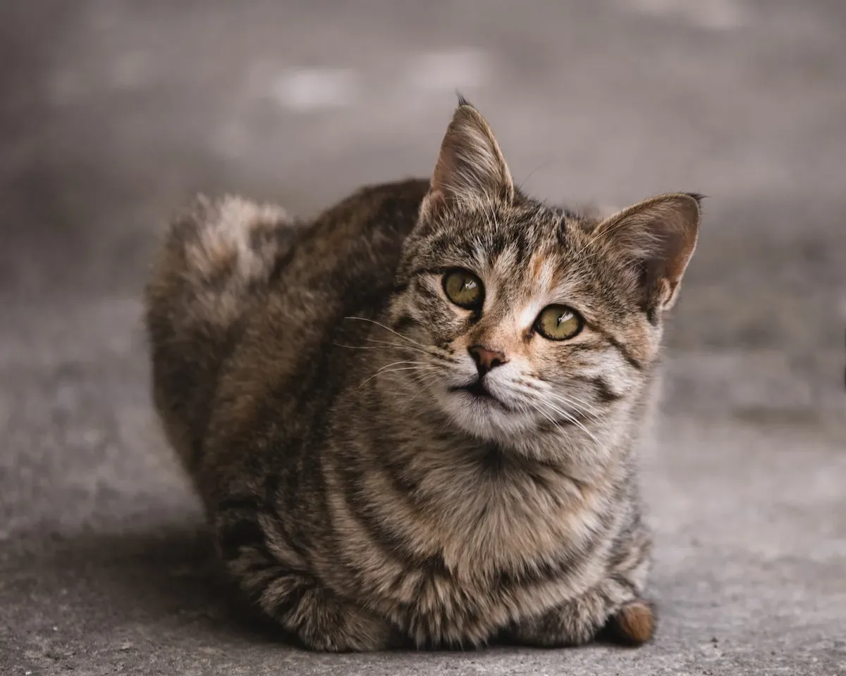 Understanding Litter Box Aversions In Cats And How To Solve Them