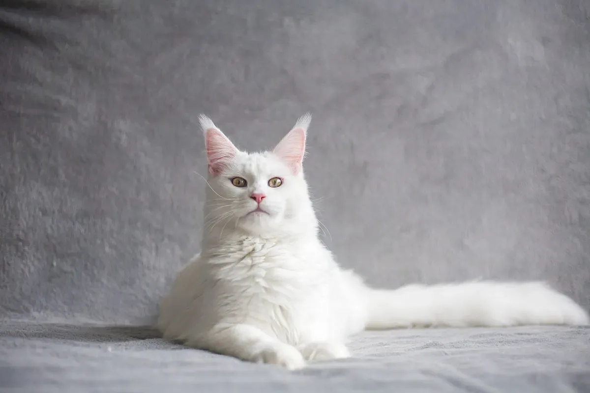 Understanding Your Cat'S Personality And Needs
