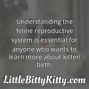 Understanding the feline reproductive system is essential for anyone who wants to learn more about kitten birth.