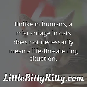 Unlike in humans, a miscarriage in cats does not necessarily mean a life-threatening situation.