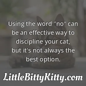 Using the word "no" can be an effective way to discipline your cat, but it's not always the best option.