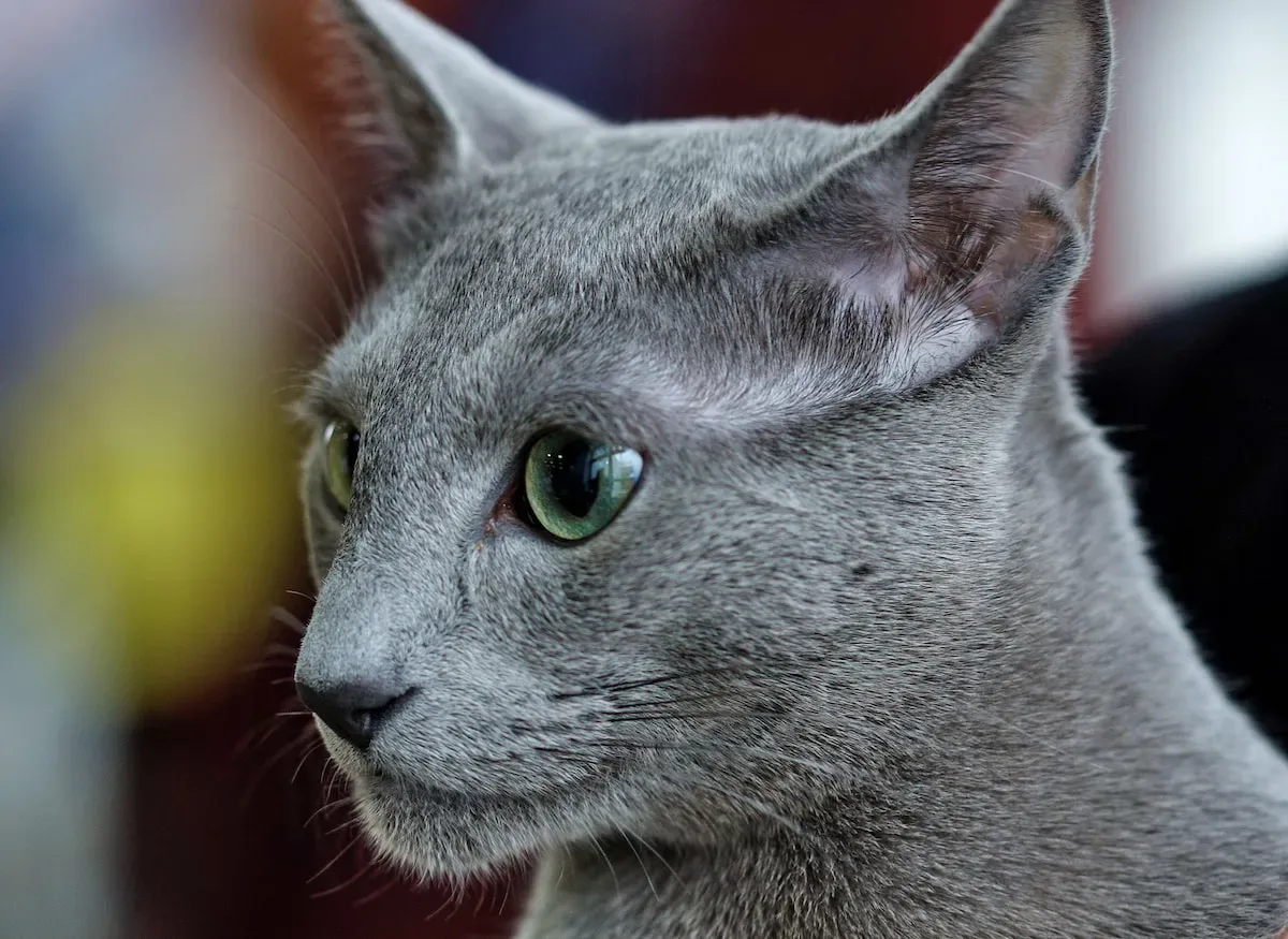 What Are The Risks Of Kissing Cats?