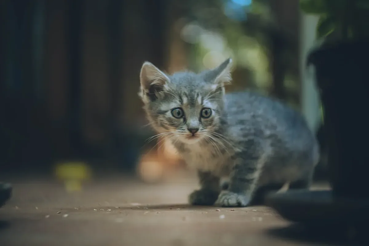 What Determines The Size Of A Cat'S Litter?