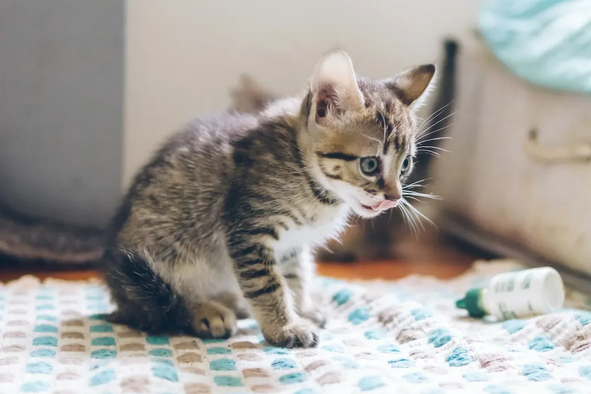 What Do Veterinarians Say About Cats Licking Their Poop?