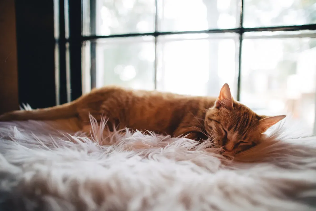 What Is Catnip And How Does It Affect Cats?