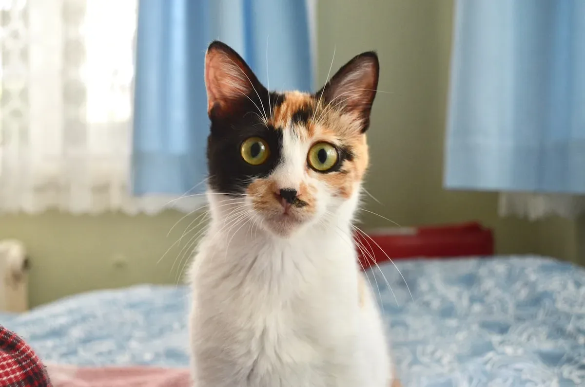 What To Consider Before Putting A Cat Litter Tray Outside?